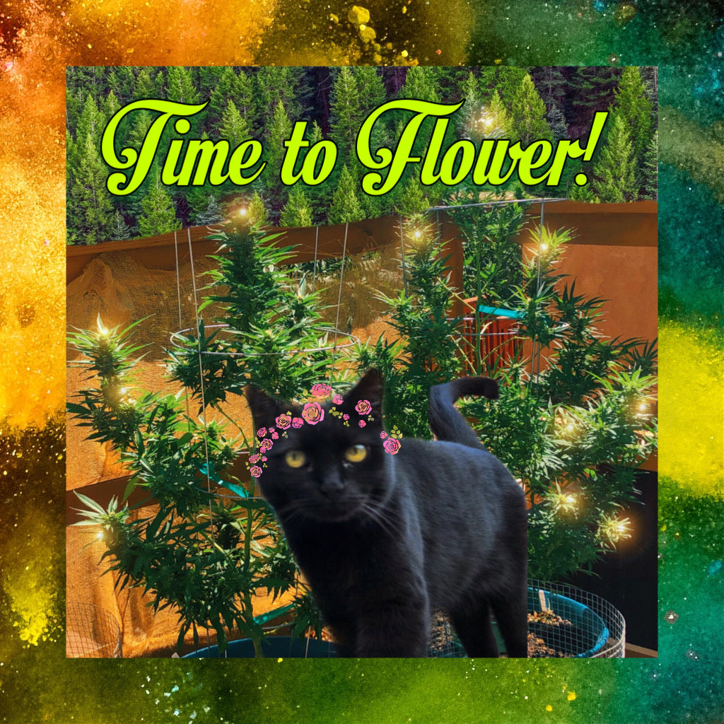 It's Flower Time!