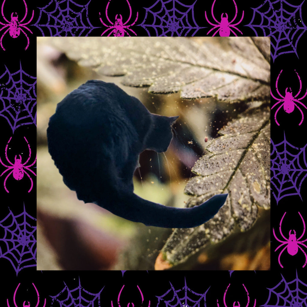Midnight has Mites!