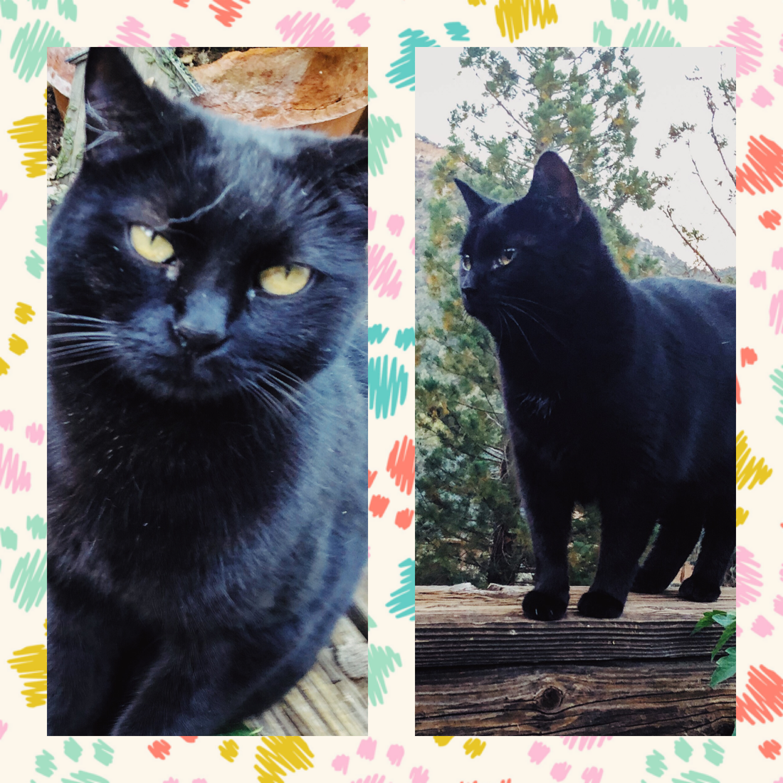 Black Cat Day!