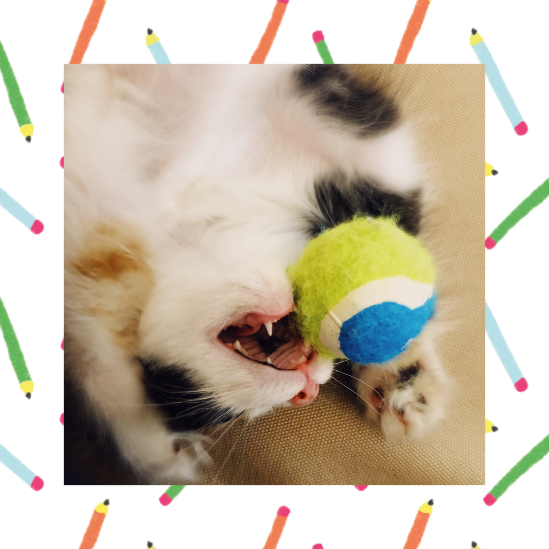 Keeping the Kitties Entertained