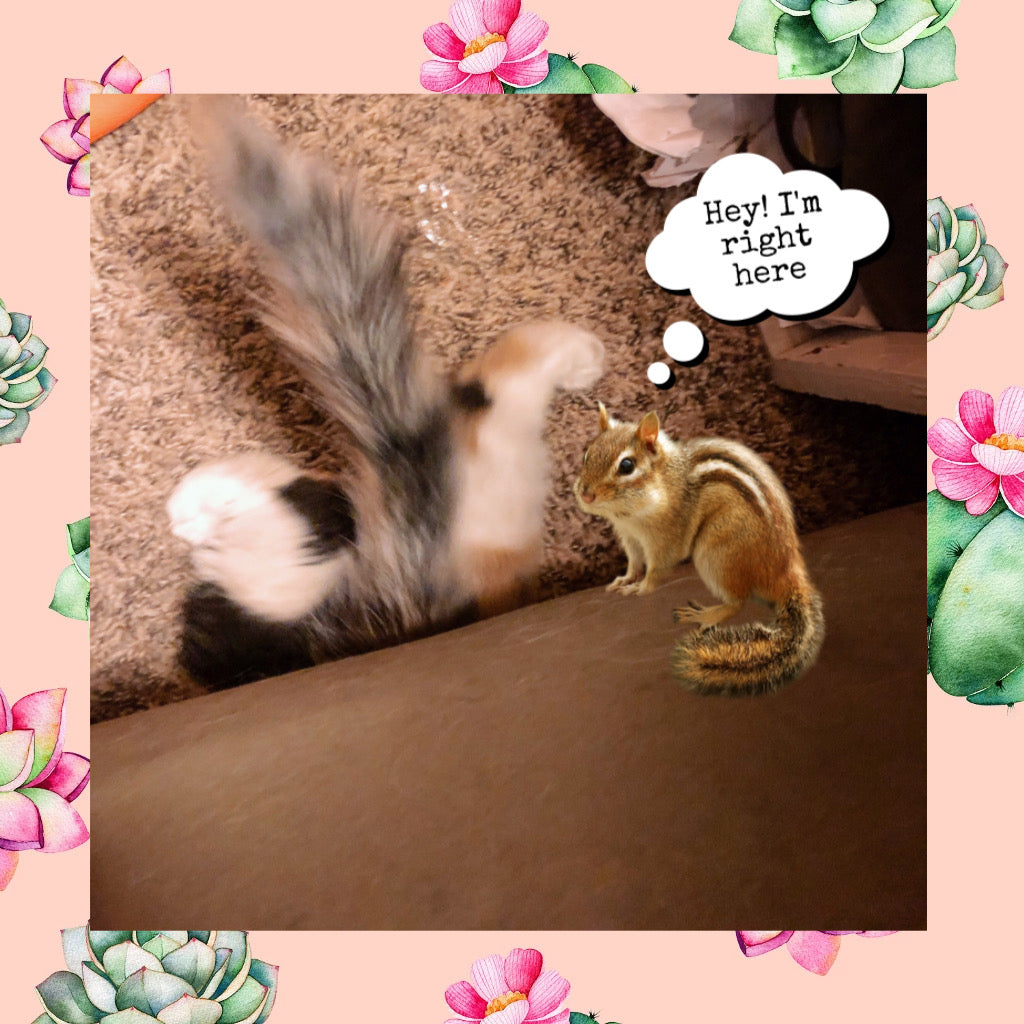 There's a Chipmunk in the Corner!