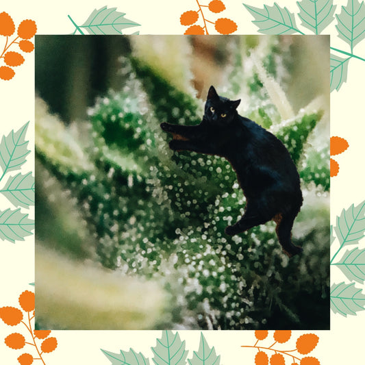 It's Harvest Time