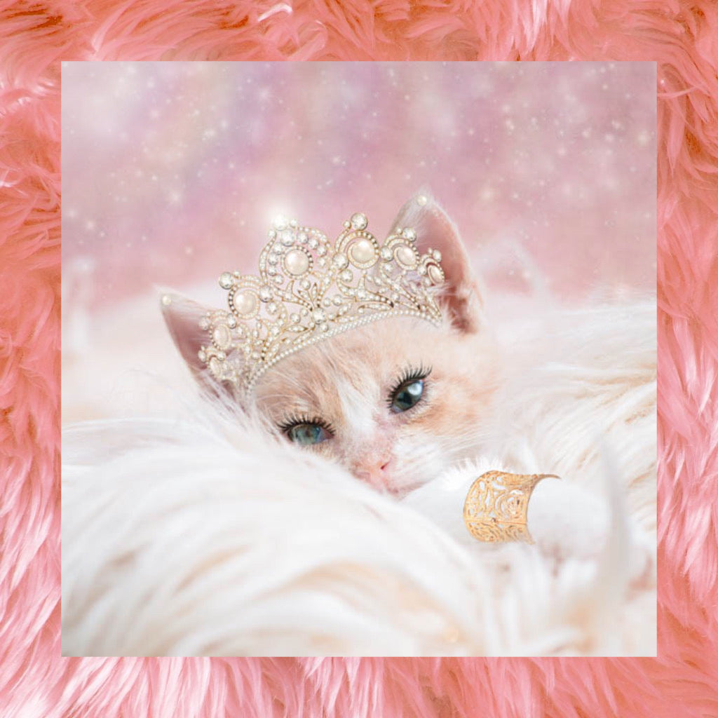 Kitty of the Month July 2020