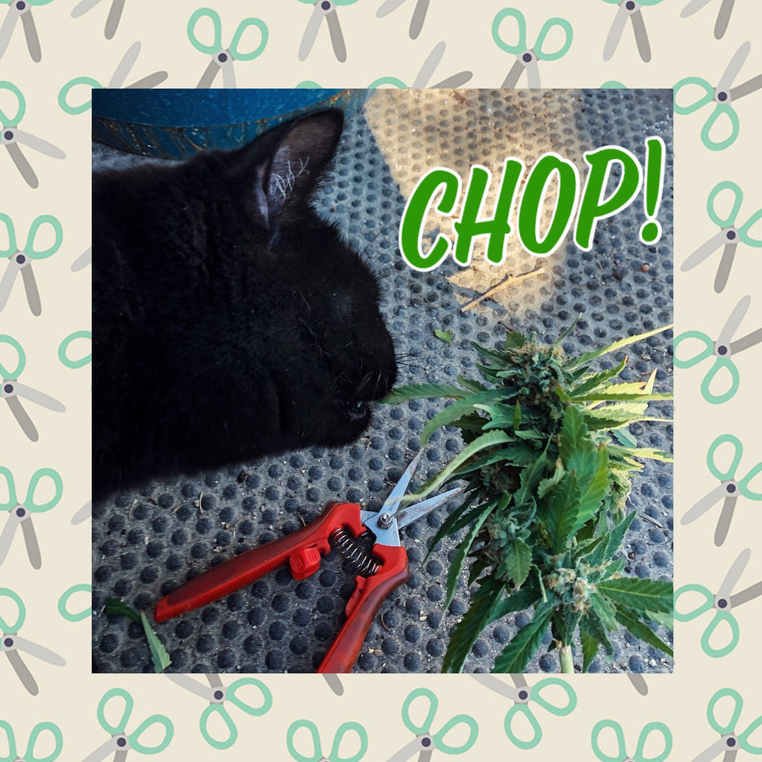 Ready to Harvest!