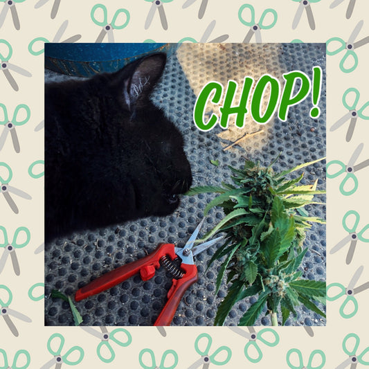 Ready to Harvest!