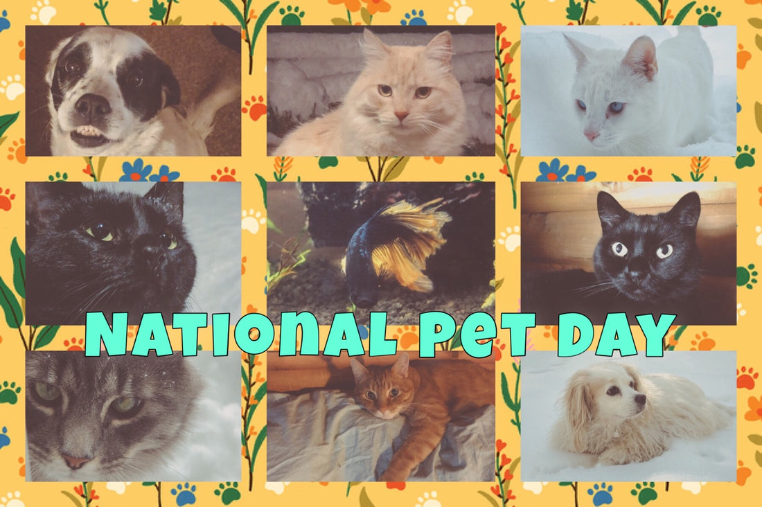 National Pet Day